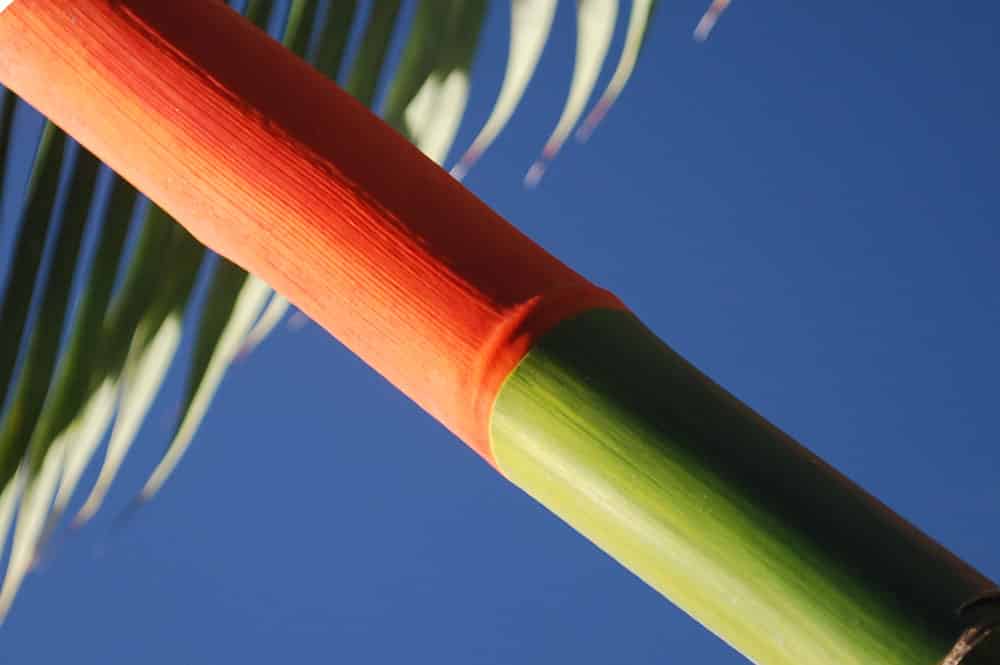 Cyrtostachys renda, dit palmier rouge