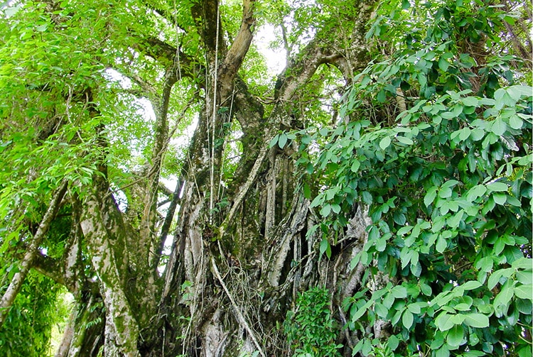 Marae Atifahe de Papara