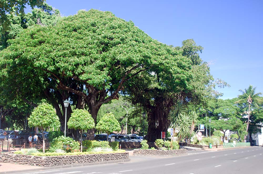 Banian de la place Tarahoi