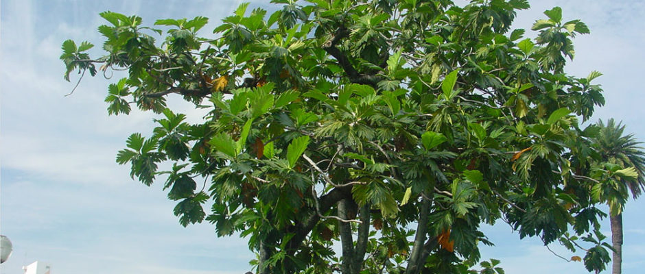 Uru huevo, à graines de Mamao