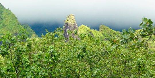 Chenille de la vallée de Papenoo