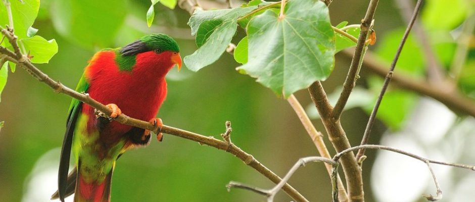 Lori de Rimatara. Photo Jean Paul MUTZ