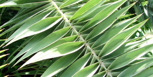 Feuilles de Phoénix, palmier jardin botanique de Tahiti