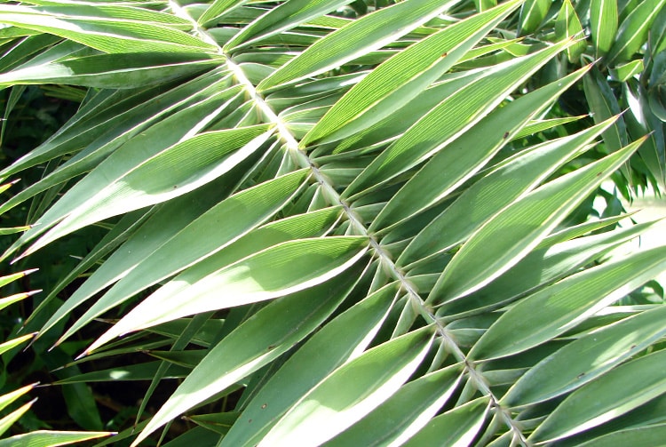 Feuilles de Phoénix, palmier jardin botanique de Tahiti