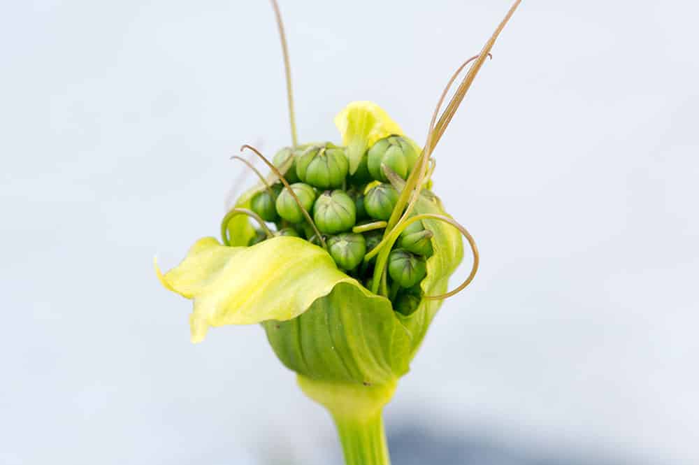 Graines de Pia (Arrowroot)