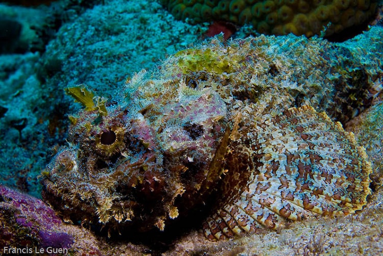 Poisson Pierre. Photo Fr. Le Guen