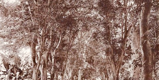 Rue de l'ouest à Papeete en 1900