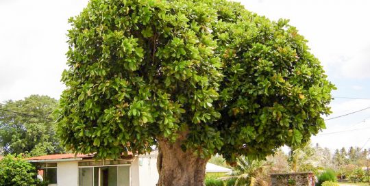 Vieil Hotu de Rimatara