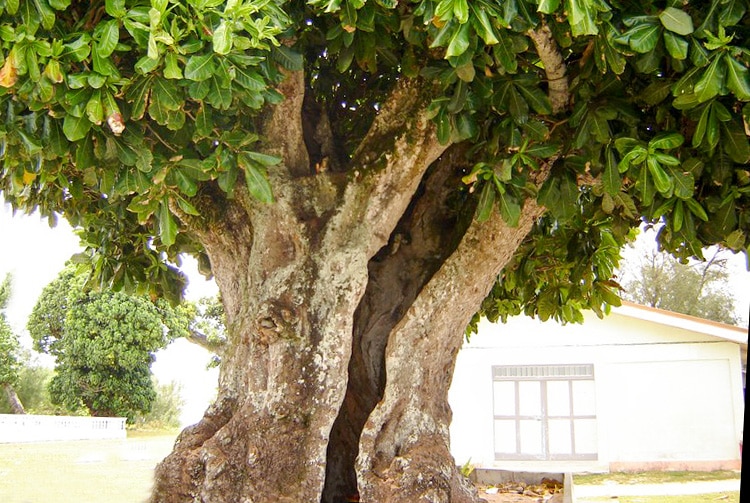 Vieil Hotu creux de Rimatara