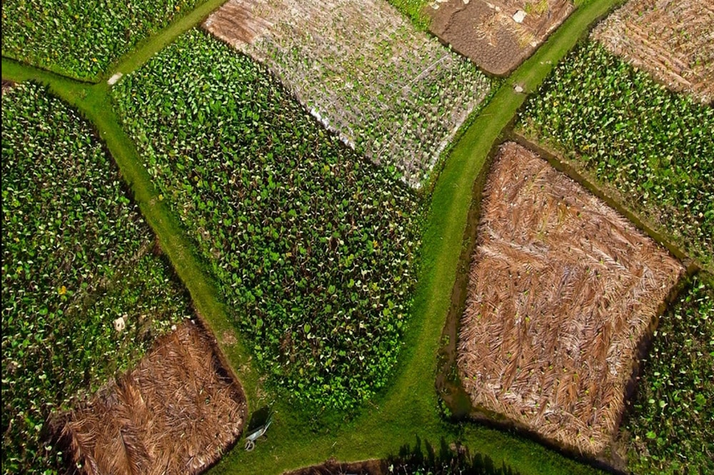 Tarodières de Rurutu vues d'un cerf volant. Photo Pierre Lesage