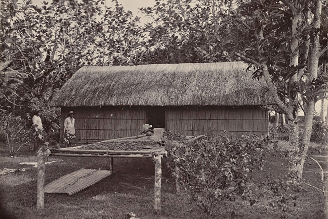 Séchage de la vanille de Tahiti en 1900. Coll. Franom