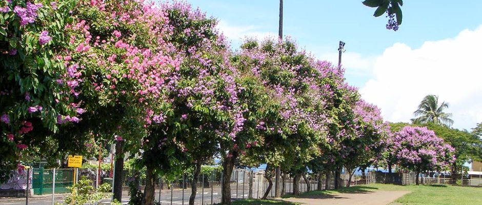 Lilas des Indes du stade Willy Bambridge de Papeete