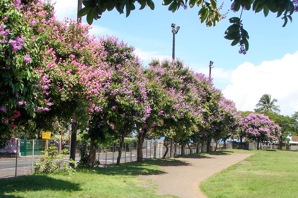 Lilas des Indes du stade Willy Bambridge de Papeete