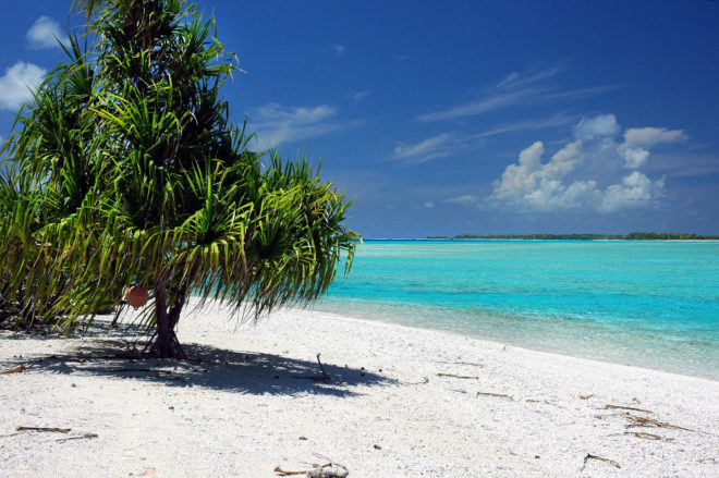 Pandanus devant le lagon de Tahanea (Tuamotu) © Tahiti Heritage