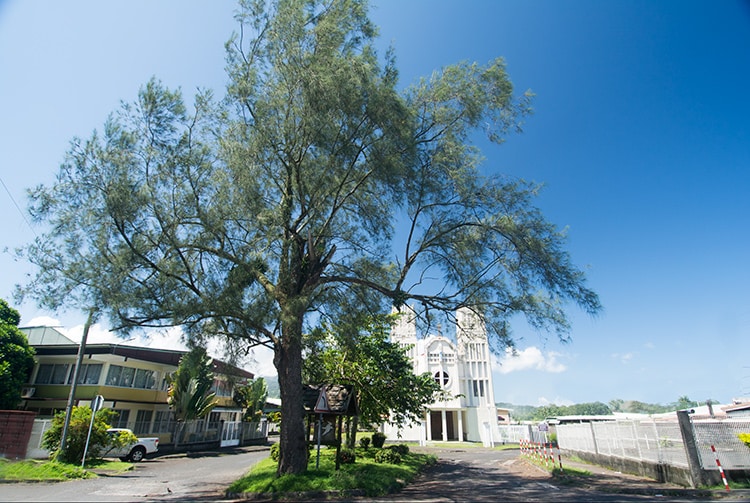 Arbre aux oiseaux de Taravao