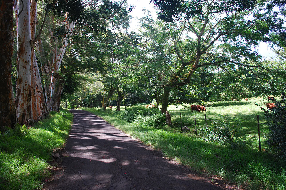 Route du plateau de Taravao, Tahiti