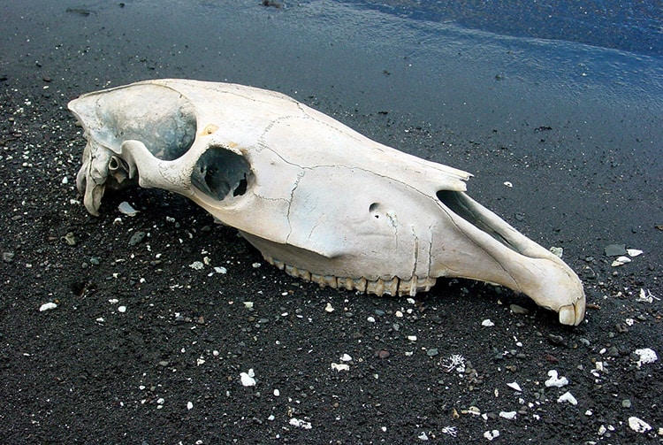 Crane de cheval sur une plage de Papara