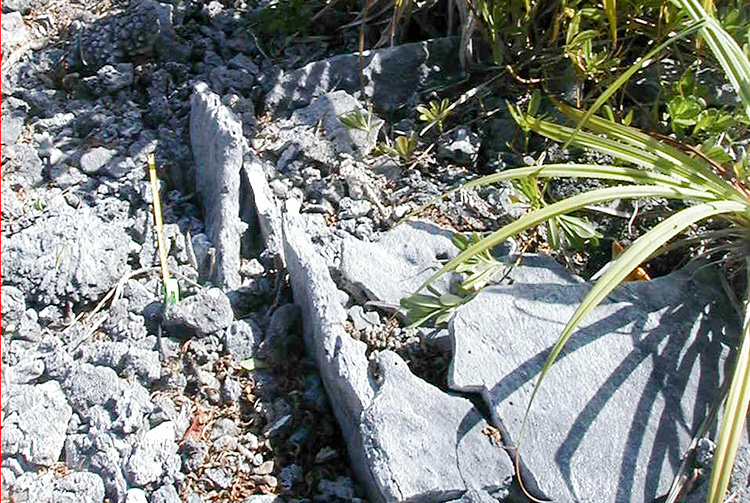 Marae Tu'ou'a de Tikehau