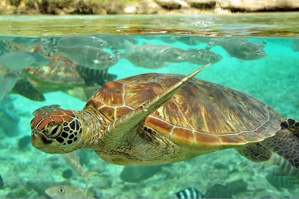 Légende de Puna et de la tortue. Photo Elsa Fernicle