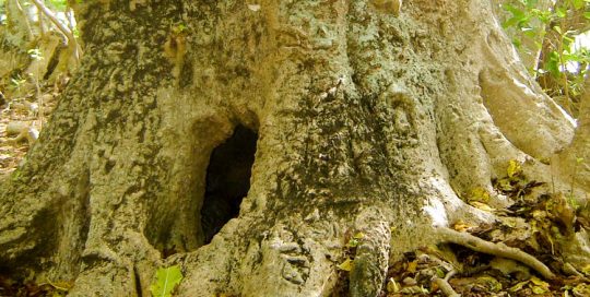 Arbre-grotte de Tubuai