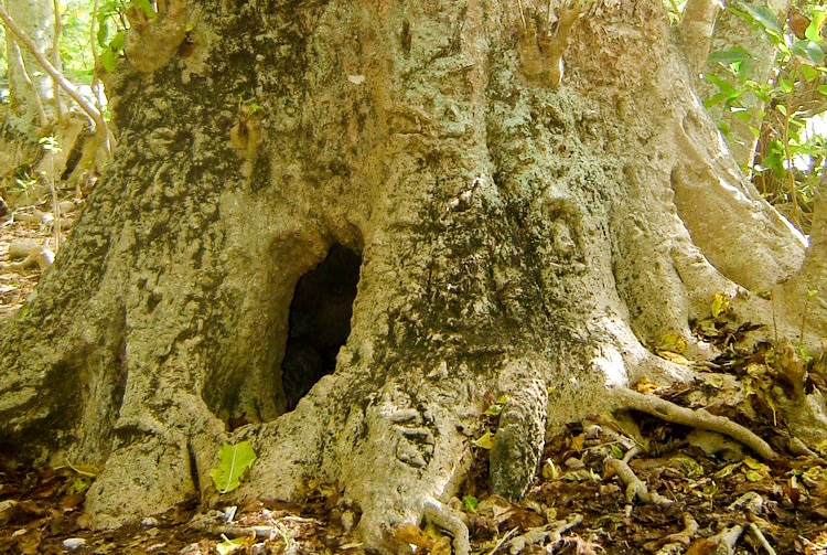 Arbre-grotte de Tubuai. Photo Philippe Kerfourn