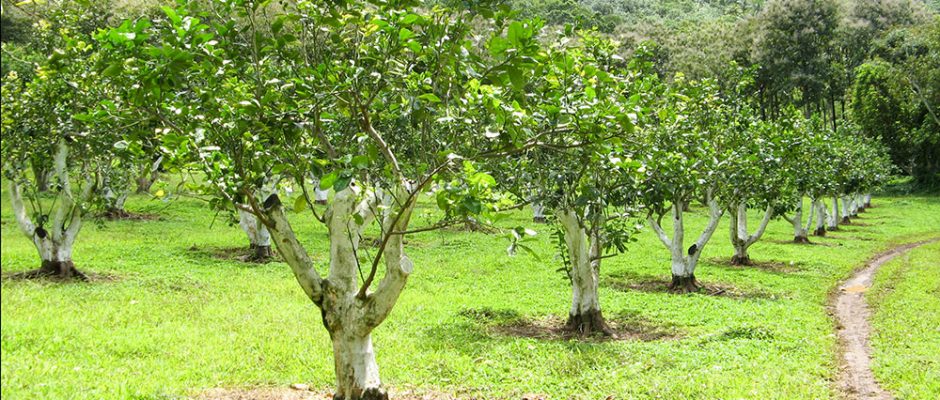 Arboretum de Ua Huka