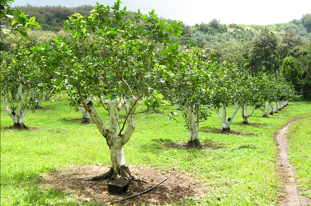 Arboretum de Ua Huka