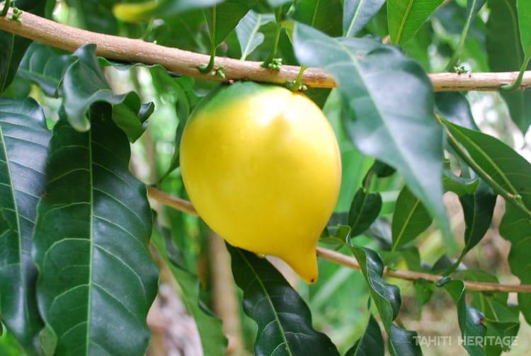 Abiu de Tahiti, Abiu, Pouteria Caimito © Tahiti Heritage