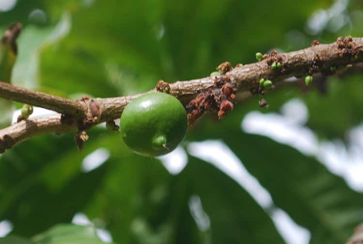 Fruit vert de Abiu de Tahiti, Abiu, Pouteria Caimito © Tahiti Heritage