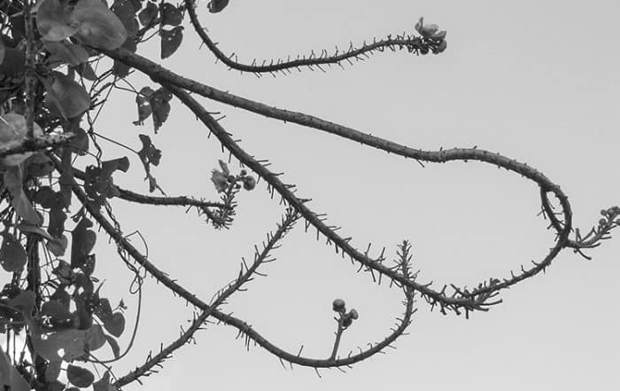 Couroupita, arbre boulet de canon, canon ball © Tahiti Heritage