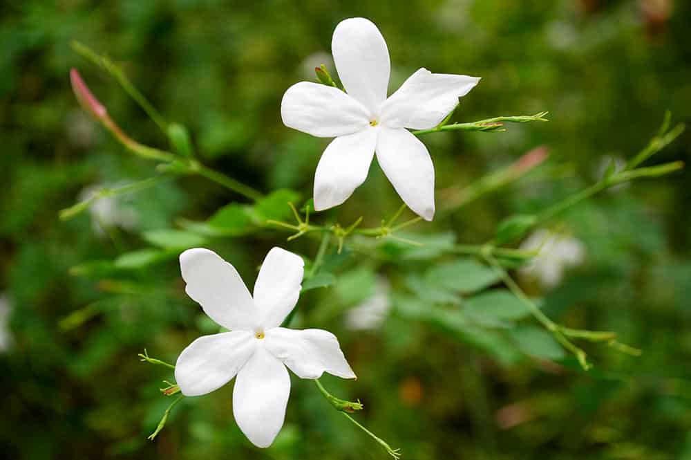 Jasmin, Pitate de Tahiti