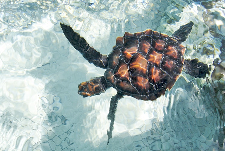 Jeune tortue de Kauehi