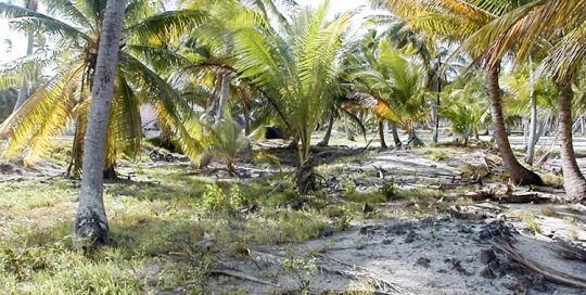 Fosses à culture, maite, de Kauehi