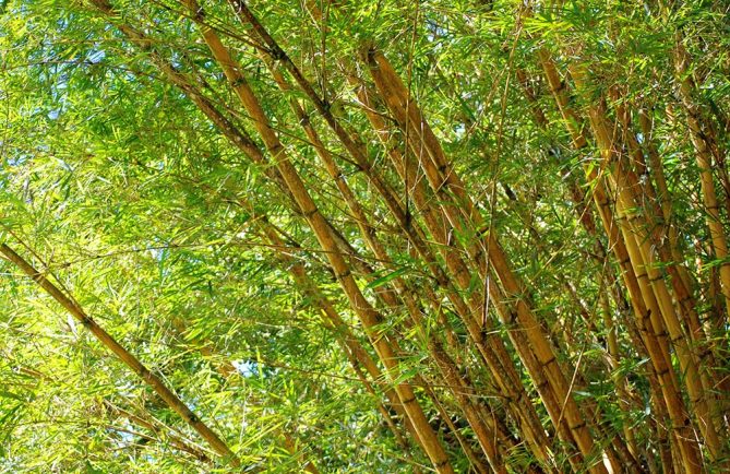 Bambou jaune - Bambusa vulgaris © Tahiti Heritage