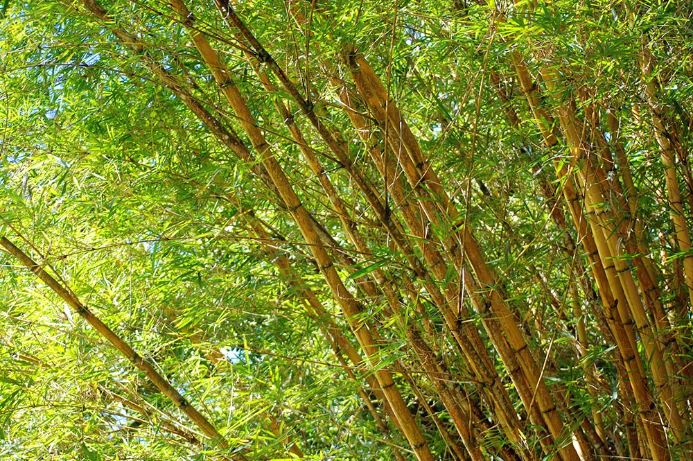 Bambou jaune - Bambusa vulgaris © Tahiti Heritage