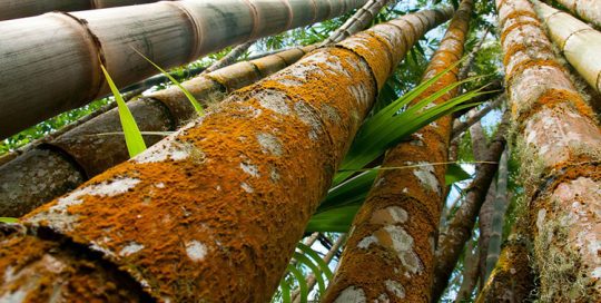 Bambou géant, Dendrocalamus giganteus. Photo TalySong