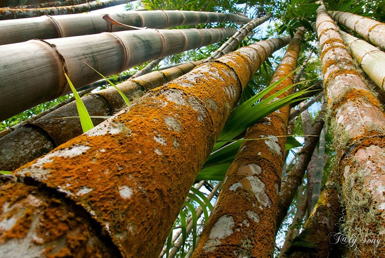 Bambou géant, Dendrocalamus giganteus. Photo TalySong