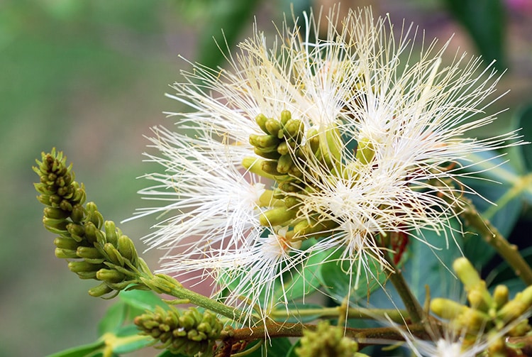 Fleurs de pacayer