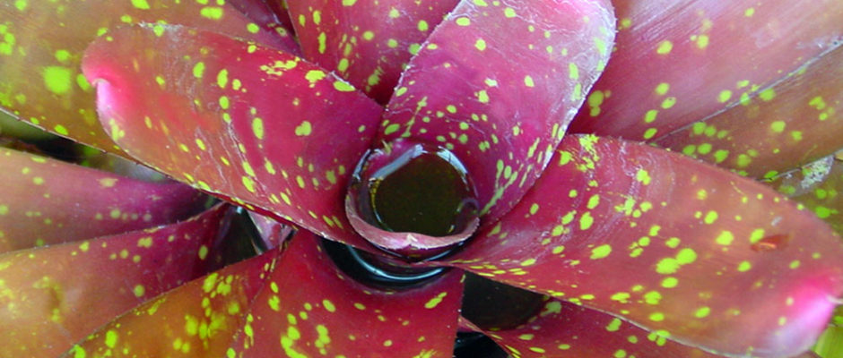 Bromélia Neoregelia rayé rose tacheté vert. © Tahiti Heritage