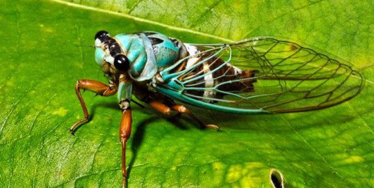 Cigale de Raiatea, Raiateana oulietea. Photo Fred JACQ