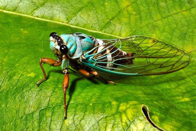 Cigale de Raiatea, Raiateana oulietea. Photo Fred JACQ