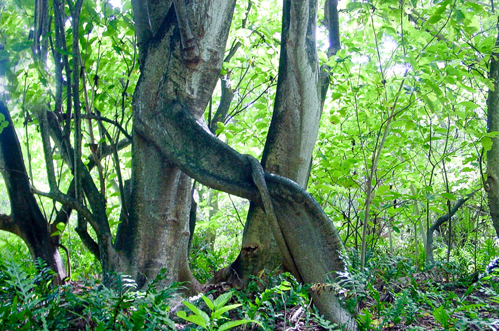 Arbres amoureux de la foret primaire de Mataiva. © TAHITI HERITAGE