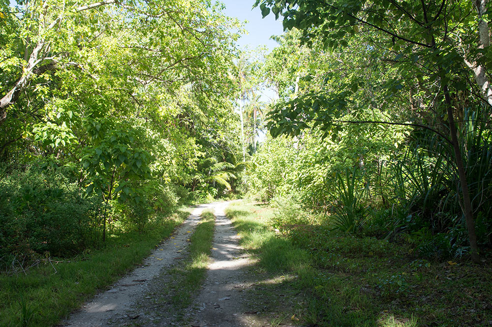 Foret primaire de Mataiva