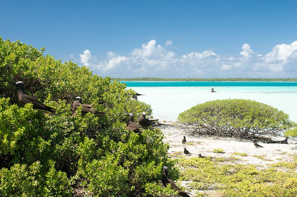 Motu aux oiseaux de Mataiva