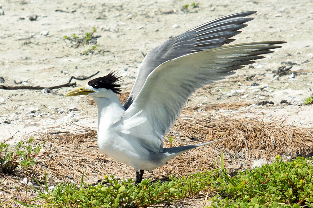 Sterne huppée ( Sterna bergii) du motu aux oiseaux de Mataiva