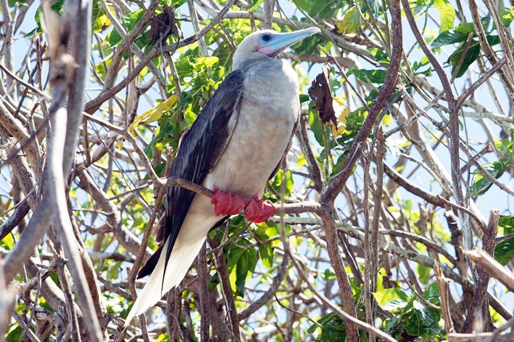 Fou à pieds rouges – Sula sula