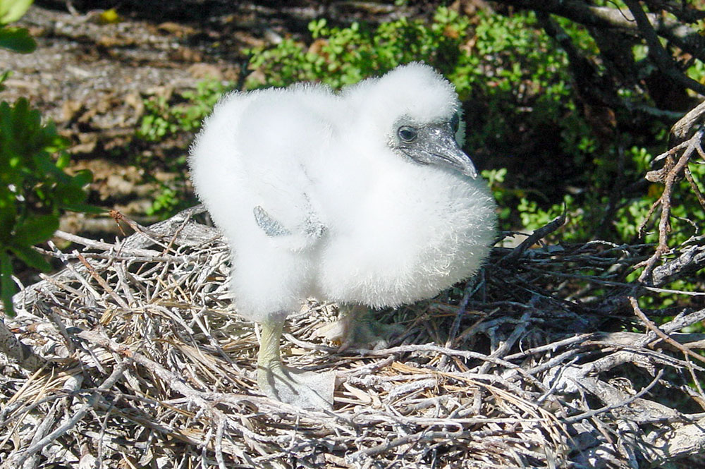 Bébé de fou à pieds rouges