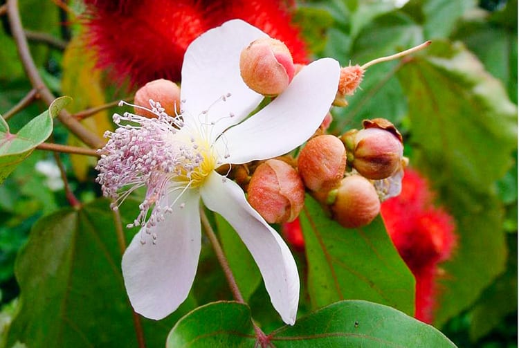 Fleurs de Rocouyer. © Tahiti Heritage