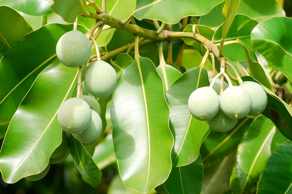 Graines de Tamanu - Ati - Calophyllum inophyllum. © Tahiti Heritage