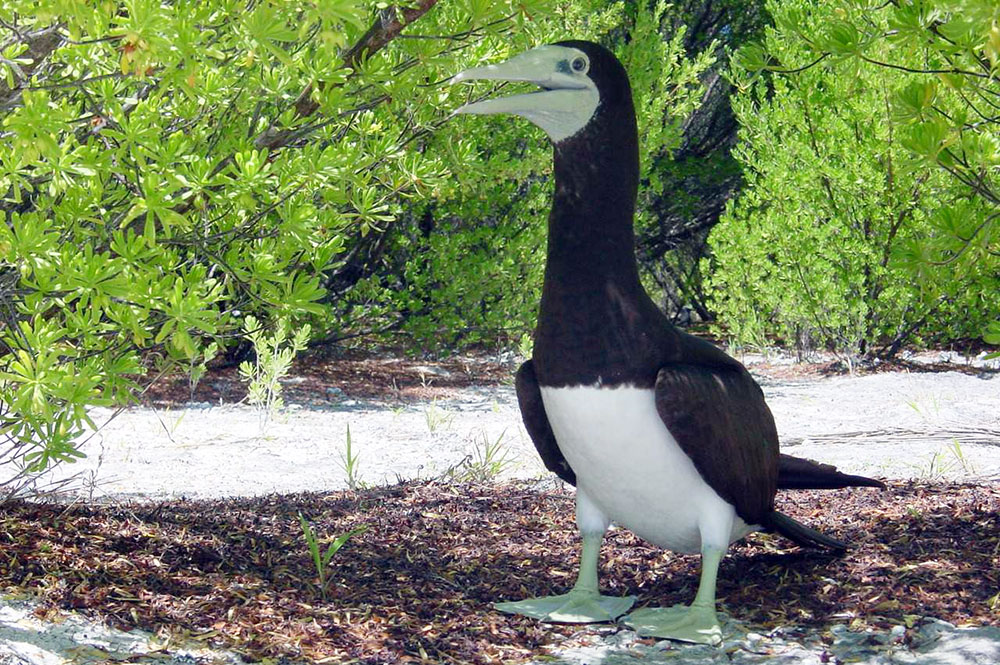 Légende de Manuhere, l’oiseau en manque d’amour – Tetiaora